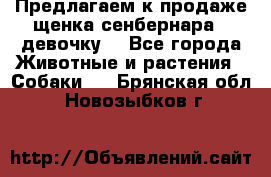 Предлагаем к продаже щенка сенбернара - девочку. - Все города Животные и растения » Собаки   . Брянская обл.,Новозыбков г.